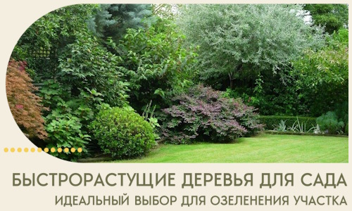Быстрорастущие деревья для сада идеальный выбор в Ейске