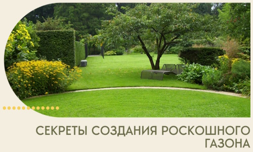 Секреты создания роскошного газона в Ейске